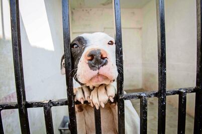 Senadores del PVEM llaman a no regalar mascotas en Día de Reyes; “no son objetos de temporada ni juguetes”, enfatizan