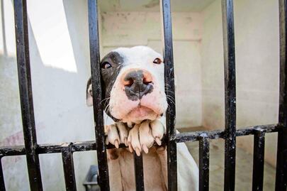 Entran en vigor modificaciones a Ley de Protección y Bienestar Animal; refuerzan acciones que prohíben su maltrato