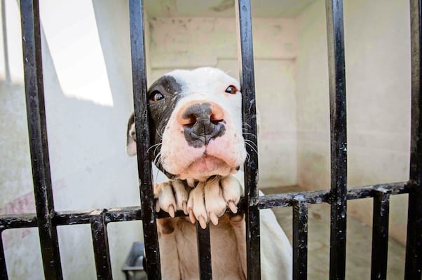 ¿Qué hacer y dónde denunciar en caso de maltrato animal? Guía para actuar de forma responsable