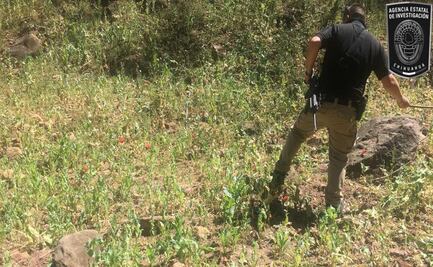 Destruyen en Chihuahua plantío de amapola en Guadalupe y Calvo