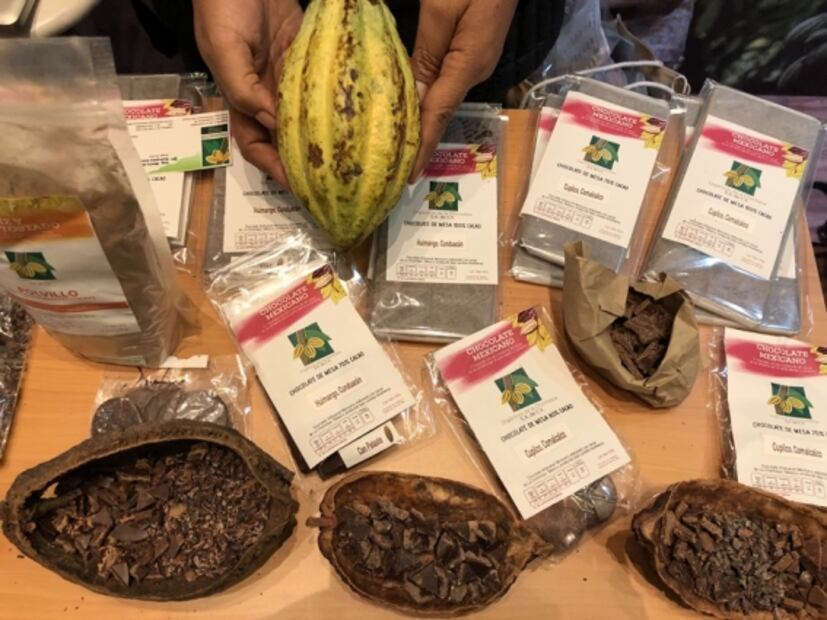 Orgánicos de la Chontalpa une a familias de productores de cacao