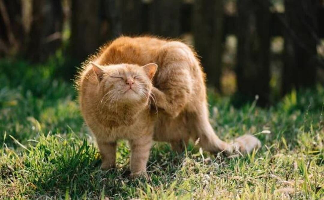 Este hábito de rascado puede indicar problemas subyacentes en el gato. Fuente: Freepik.