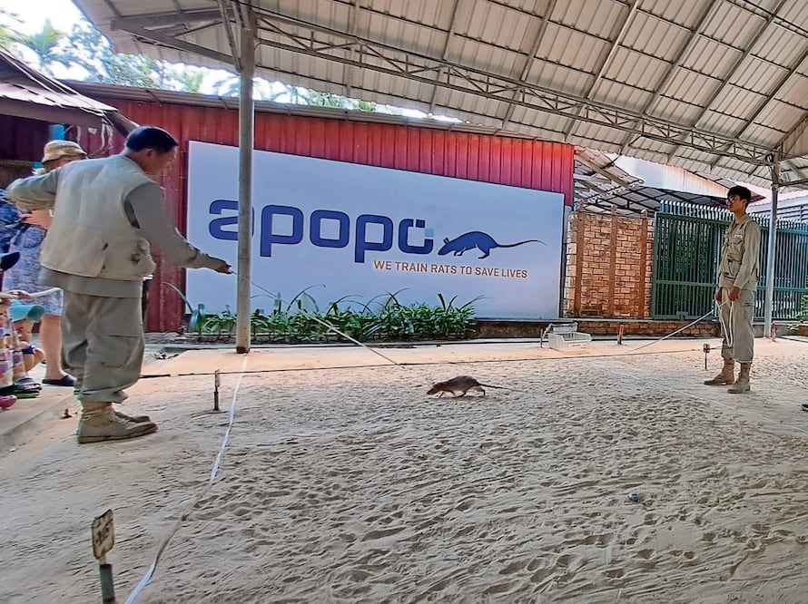 Zefania es trasladada en su jaula al campo de trabajo, en donde entra en acción entre las 6:30 y las 8:30, antes de que comience a arreciar el calor. Antes tiene una bre ve sesión de calentamiento de unos 20 a 30 minutos. Foto: Inder Bugarin