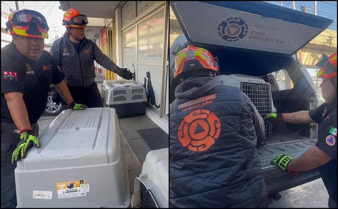 Los canes fueron dejados en la central camionera adentro de cajas transportadoras. Foto: Especial
