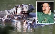 Hipopótamos en Colombia, del lujo de Pablo Escobar a crisis ambiental; fallas genéticas y falta de países receptores llevan a sacrificarlos