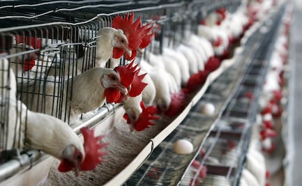 Avanza en Comisión reducción de multas por incumplir con Ley Federal de Sanidad Animal