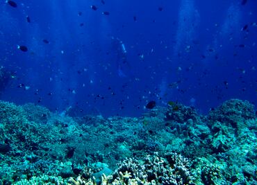 Hoy es el Día Mundial de los Océanos
