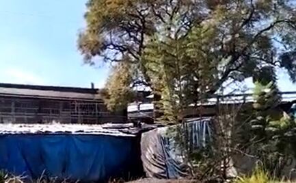 VIDEO: "Eso no es un gato", reportan supuesta pantera suelta en inmediaciones del Metro Tacuba