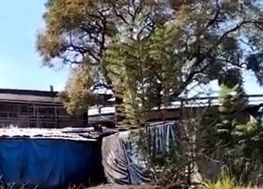 VIDEO: "Eso no es un gato", reportan supuesta pantera suelta en inmediaciones del Metro Tacuba