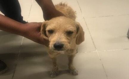 Sorprenden a zoofílico que violaba a un perro en Oaxaca; lo liberan