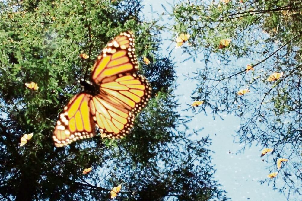 En la actual temporada 2016-2017 se registró una superficie de 2.91 hectáreas de bosque ocupadas por 13 colonias de mariposa monarca (ARCHIVO EL UNIVERSAL)