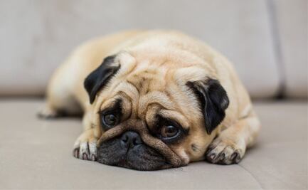 Los mejores tips para animar a un perro triste