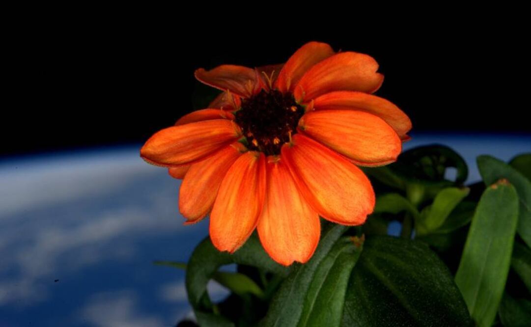 La zinnia demora 60 u 80 días en crecer. Foto: Twitter Scott Kelly 