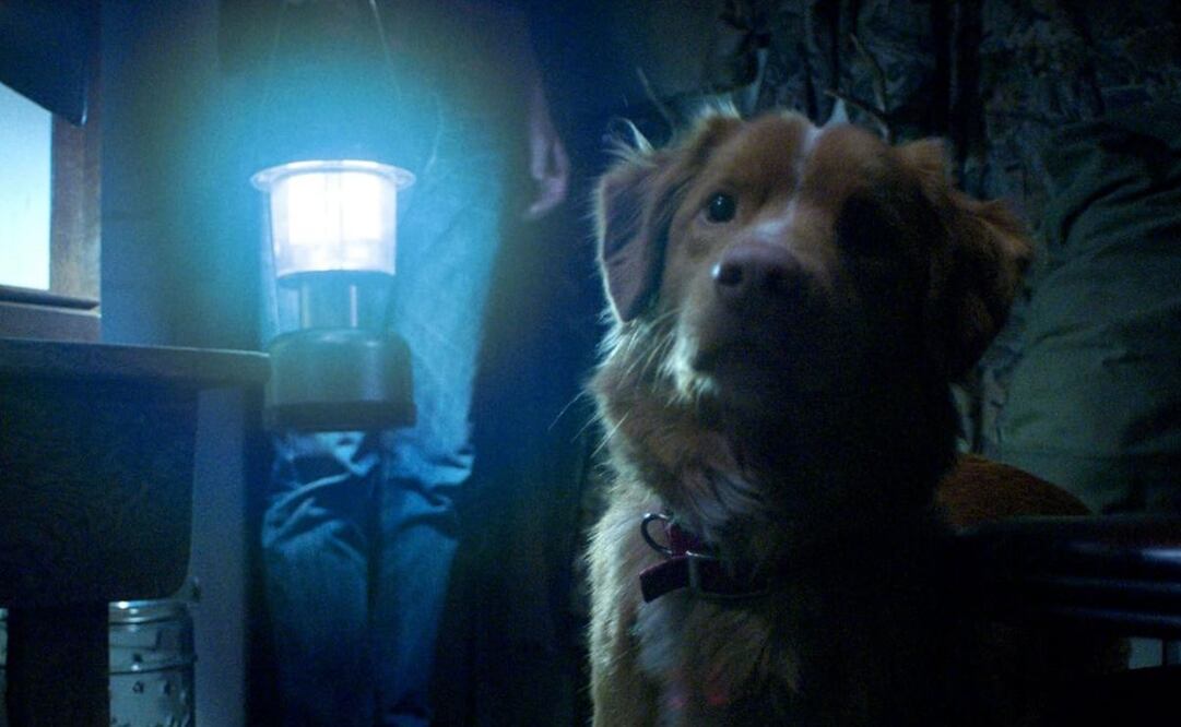 Una nueva película de terror sería protagonizada por un perro. Foto: IMDB