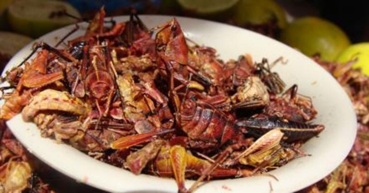 Por qué el chapulín es mejor que la carne