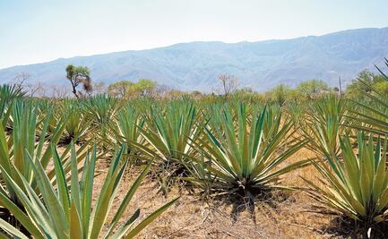 Economía resolverá disputa por presidencia del Consejo Regulador de Mezcal