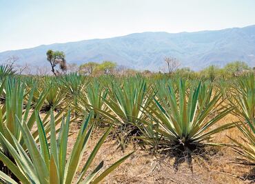 Economía resolverá disputa por presidencia del Consejo Regulador de Mezcal