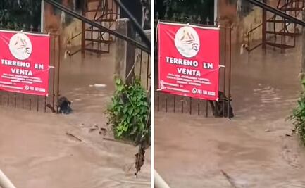 Inundación en Poza Rica: perrito lucha por su vida y se aferra a un portón en medio de una corriente
