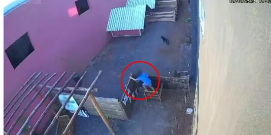 Niño de 9 años entra a veterinaria y asesina a 23 animalitos en Brasil; no se tomarán medidas penales