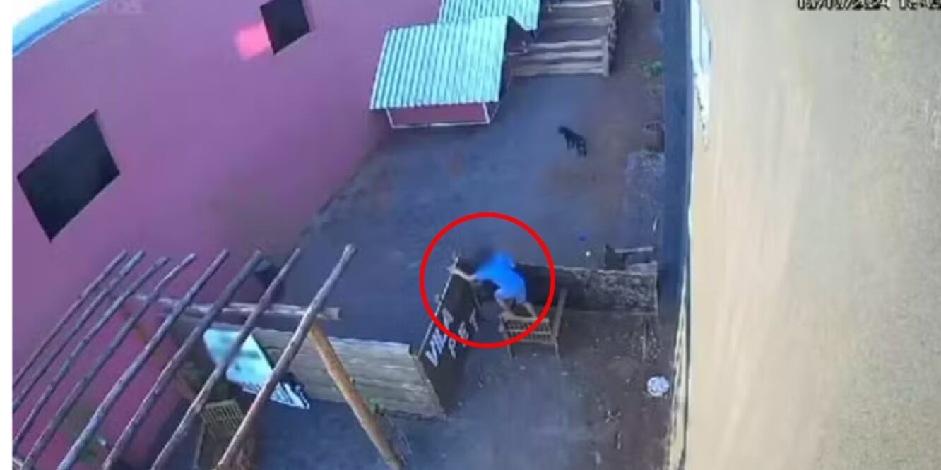 Un menor saltó una de las paredes, una veterinaria, en Brasil, y mató a los animales que ahí había. Foto: Captura de Pantalla