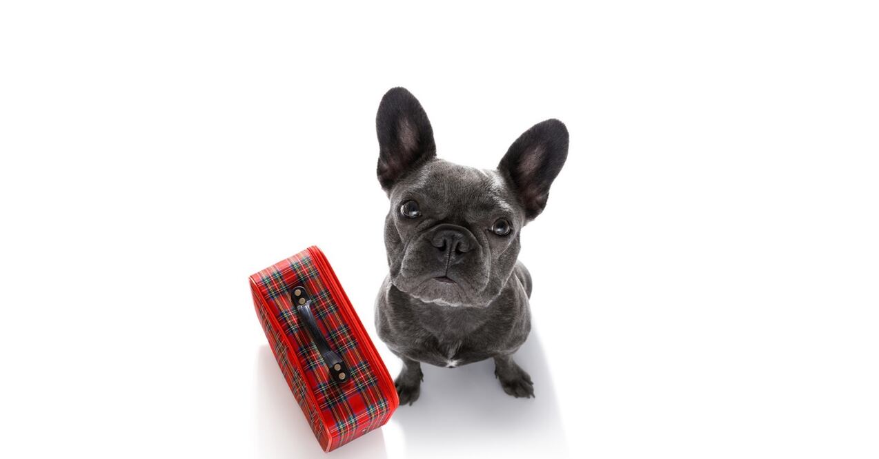 Las razas de perro pug, boxer, pequinés y bulldog, entre otras, no pueden volar. Foto: Istock