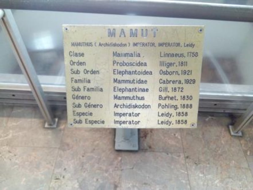 La estación del Metro que puede presumir un mamut