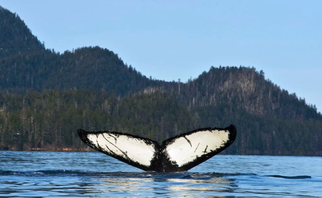 (Foto: Archivo / AP)