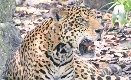 Muere jaguar en Campeche luego de ser atropellado