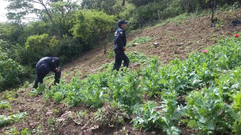 PF destruye más de 158 mil plantas de amapola en Guerrero