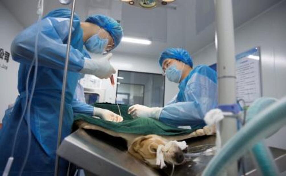 Empresa de servicio de clonación en China duplica a perro famoso