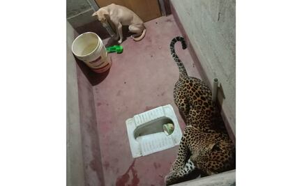 ¿Por qué un perro y un leopardo terminaron encerrados en un baño en India?