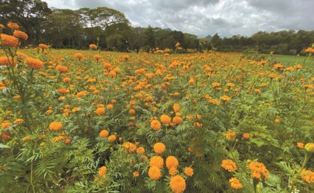 Catrinas guían recorridos en campos de cempasúchil