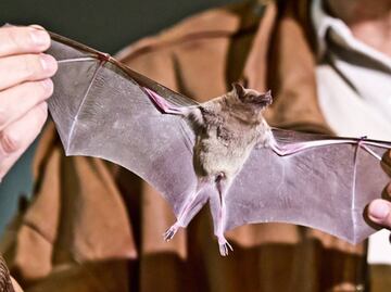Determinan color original de murciélagos extintos
