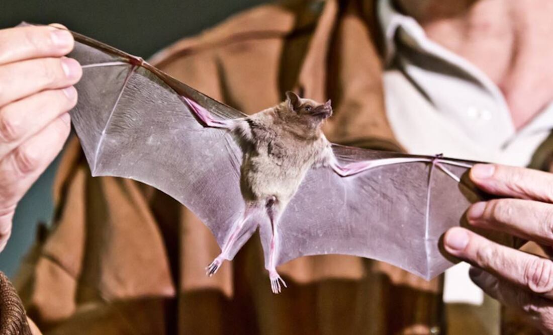 Los melanosomas fósiles fueron descritos por primera vez en 2008. Foto: Archivo