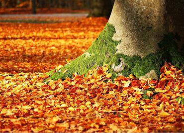 Entérate. ¿Cuándo inicia el Otoño?