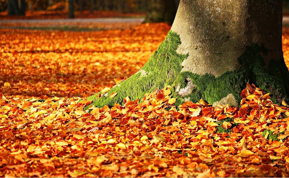 ¿Qué es el equinoccio de otoño y por qué ocurre?Aquí te lo decimos. Foto: Pixabay