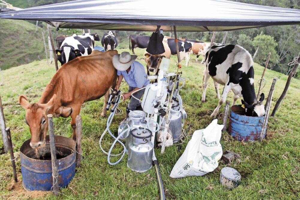 En el sector lechero preocupan los excesos de oferta estacional, por lo que los productores deben tener acceso a plantas de secado para que esa leche se haga en polvo y no afecte al mercado, expuso un representante agrícola. Foto: LUIS EDUARDO NORIEGA.EFE