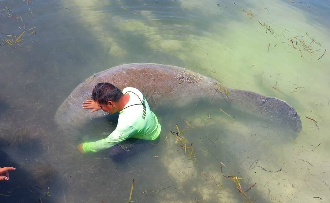 Un enorme Manatí sorprendió a bañistas de Campeche que se encontraban en la zona conocida como Playa Bonita. FOTO: Especial