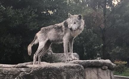 Muere lobo mexicano del zoológico de Aragón