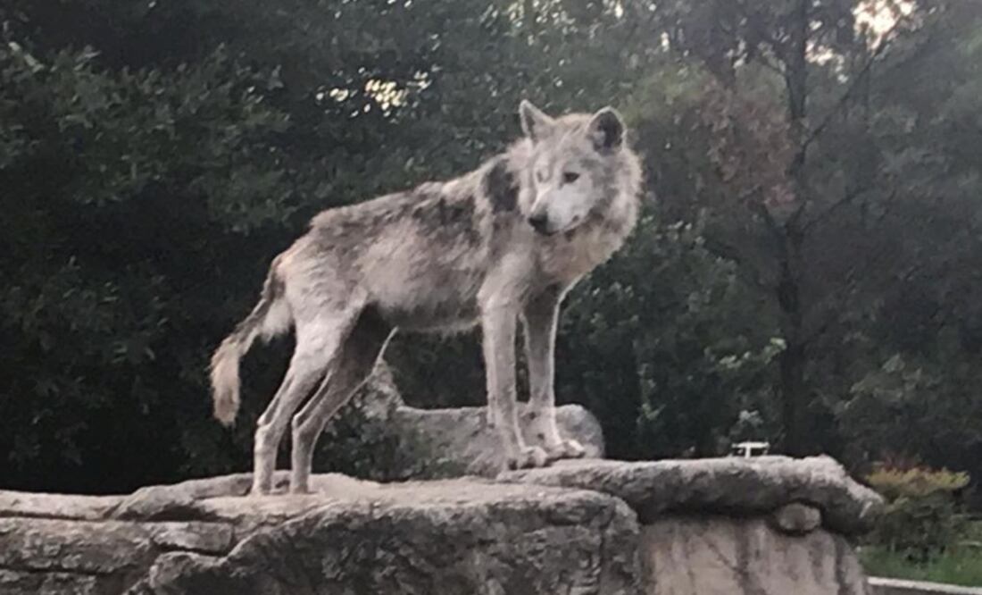 Foto: Tomada de Twitter @Sedema_CDMX