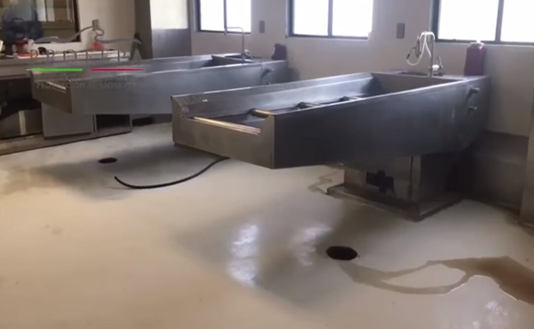 Foto: tomada de video de Profepa