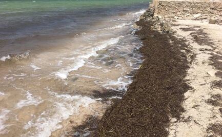 Aparecen toneladas de sargazo en el litoral de Yucatán