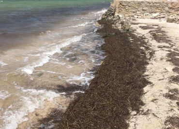 Aparecen toneladas de sargazo en el litoral de Yucatán