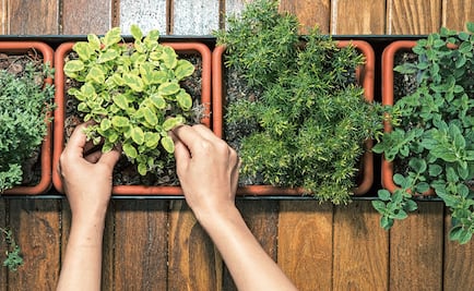 Student from Querétaro designs sustainable school orchard