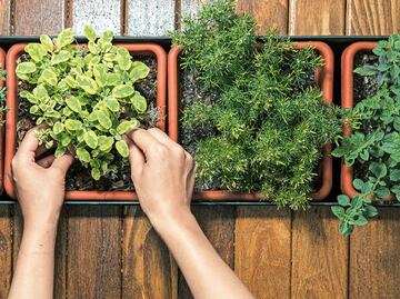 Student from Querétaro designs sustainable school orchard