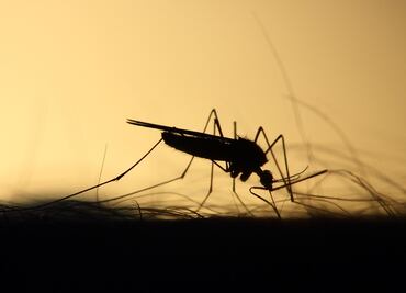 EU identifica 21 casos de fiebre del Oropouche en viajeros procedentes de Cuba