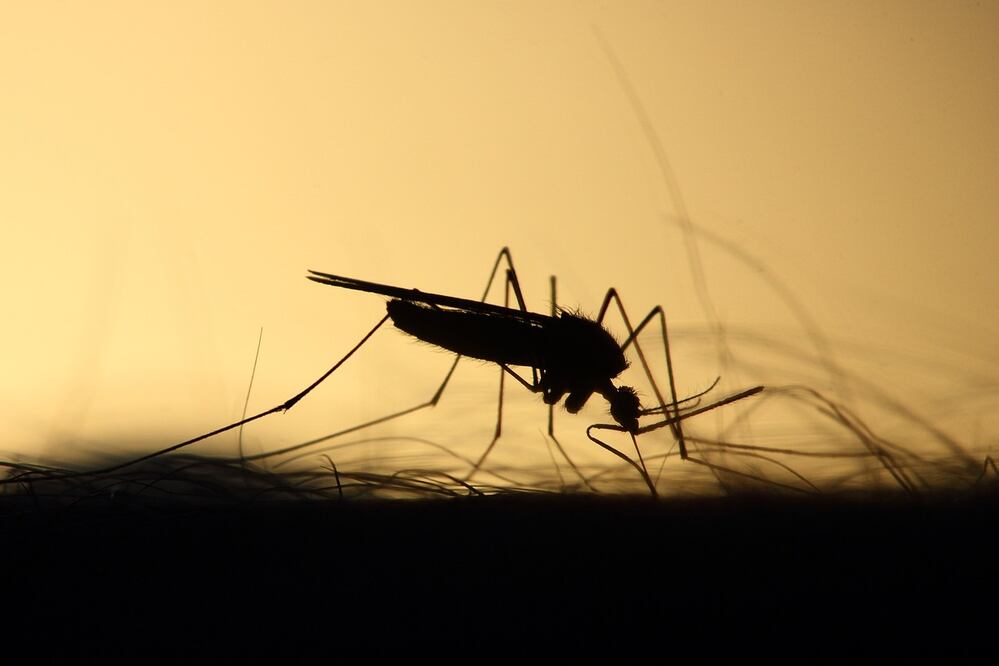 Honduras sufrió en 2019 la peor epidemia de dengue de su historia, con 112.708 enfermos registrados y 180 muertos en un país de 9,8 millones de habitantes. Fuente: Pixabay