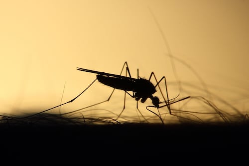 Mosquitos. Fuente: Pixabay