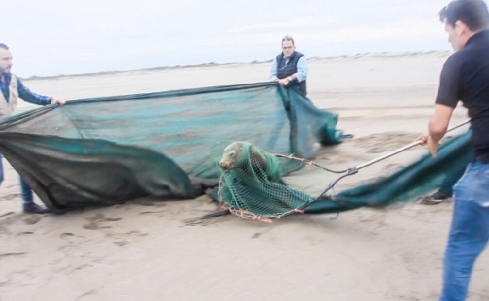 Rescatan a lobo marino en Sinaloa con múltiples heridas 