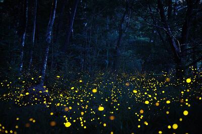 Lánzate al Festival de las Luciérnagas en el Bosque Esmeralda